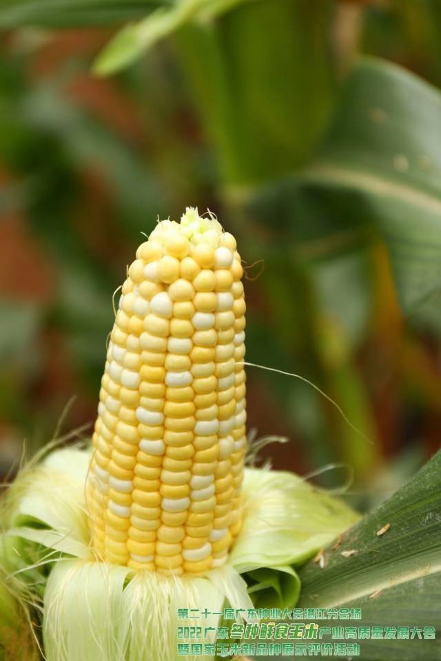 仲甜18号（第十名 85.2分）获奖理由：早熟优质黄白双色甜玉米，耐热、耐寒性好，抗倒伏，抗纹枯病、南方锈病和大小斑病；籽粒色泽鲜艳，黄白色分布均衡，商品性好，货架期长，具有高产、优质、适应性广等特点。