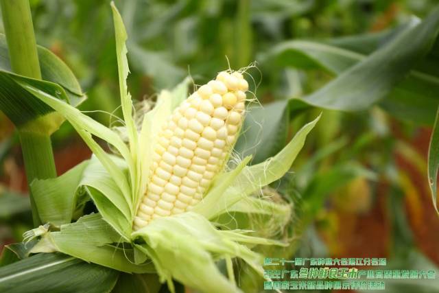 粤白甜2号（第四名 87.0分）获奖理由：白色水果甜玉米，植株矮壮，叶色浓绿，适应性广，综合抗性好；苞叶浓绿，果穗锥形，穗型美观，结实性好；籽粒亮白色，爽脆，清甜，皮薄，风味好。