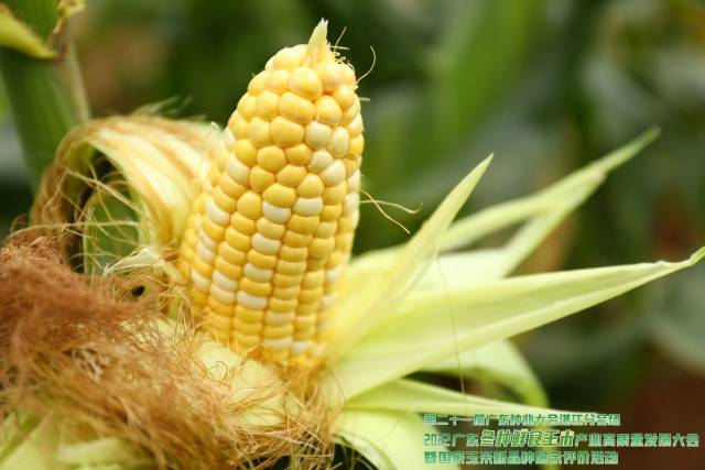 粤甜168（第三名 87.1分）获奖理由：黄白粒甜玉米，植株壮旺，叶色浓绿，适应性广，综合抗性好；果穗长筒型，结实性好，苞叶较浓绿；籽粒排列整齐，穗型美观；脆甜，皮较薄，适口性好，货架期长。