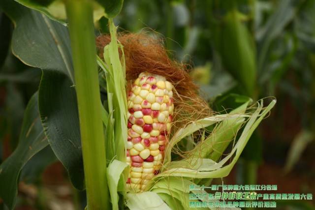 新美彩甜糯（第八名 85.5分）获奖理由：紫白双色甜糯玉米，株高和穗位高适中，叶色浓绿，叶片较窄长，抗大、小斑病，中抗纹枯病和茎腐病；果型美观，色彩亮丽，口感好。