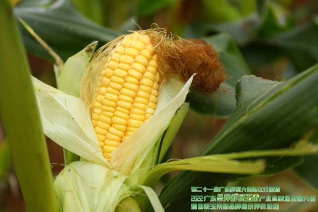 万鲜甜6188（第七名 85.7分）获奖理由：中晚熟纯黄甜玉米，株型平展,株高适中，穗位较低，抗倒伏性强；果穗长筒型，苞叶长且浓绿，穗型美观；结实饱满，籽粒排列整齐，亮黄色，皮薄，品质好。