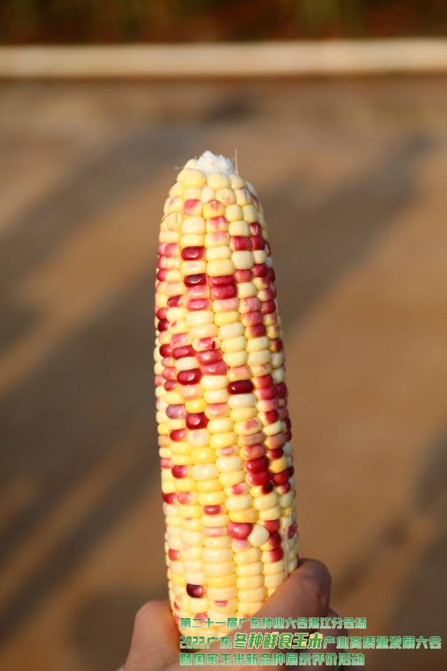 特色玉米品种  
