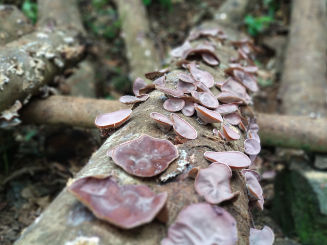 联山瑶族村林下经济品种