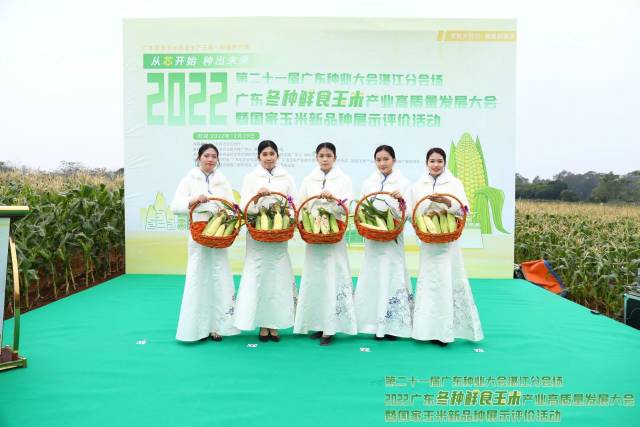 活动现场进行玉米展示