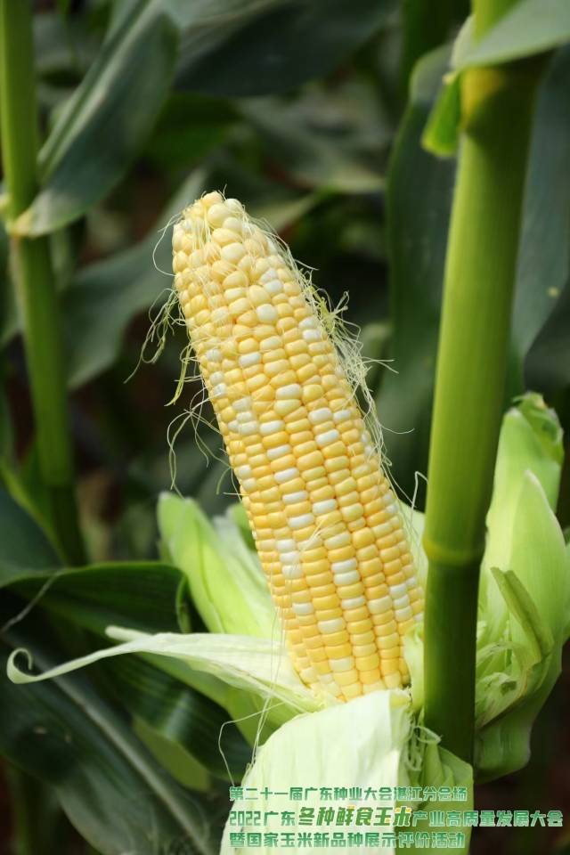 湛江市冬种鲜食玉米