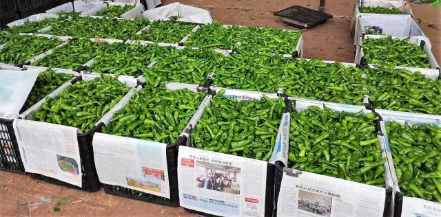 湛江市徐闻县农产品交易市场内的辣椒收购量加大