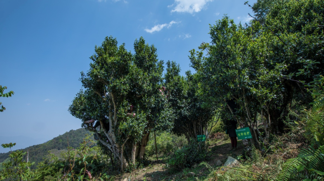 高黎贡山千年古茶树