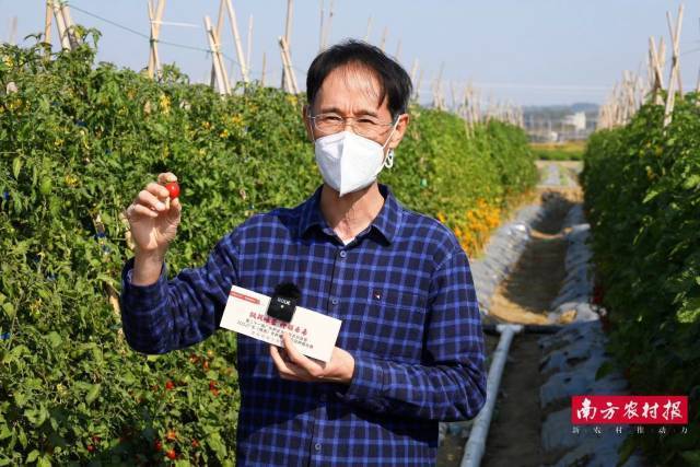 广东省农科院蔬菜研究所研究员郑锦荣