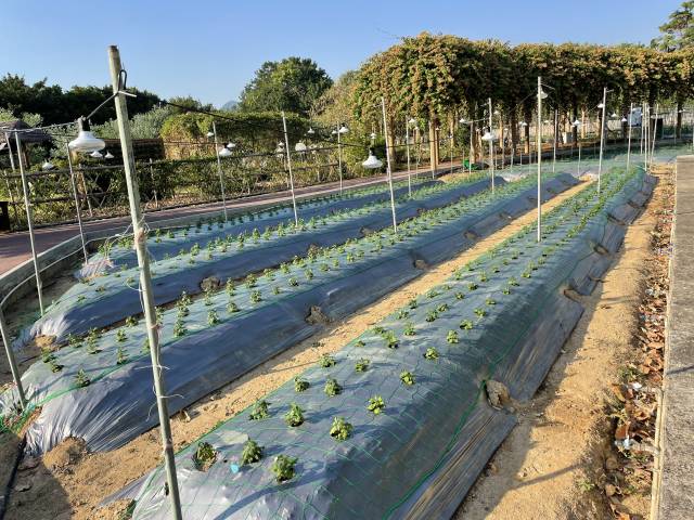 反光地膜覆盖在提高菊花品质的同时，也可节省中耕除草、水分管理等环节劳动力。 