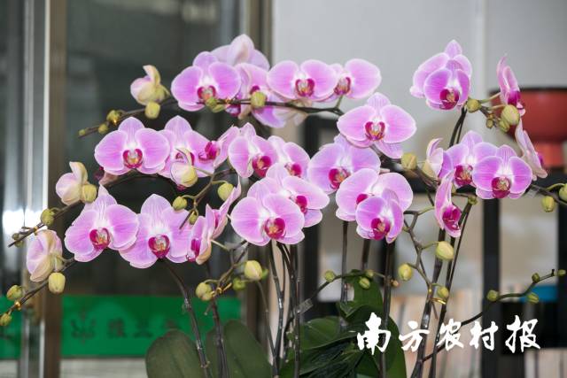 广东年花热门之选——蝴蝶兰。 