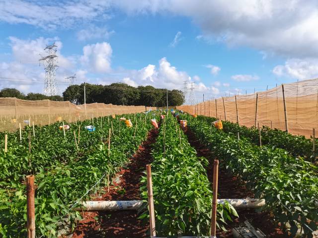 罗永林的辣椒地位于湛江雷州市龙门镇，今年亩产仅有几百斤。