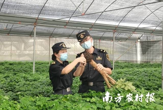 广东湛江花卉正在不断扩大出口，走向海外市场。