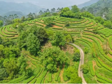 元旦游茶山品好茶，寻粤式山间烟火气