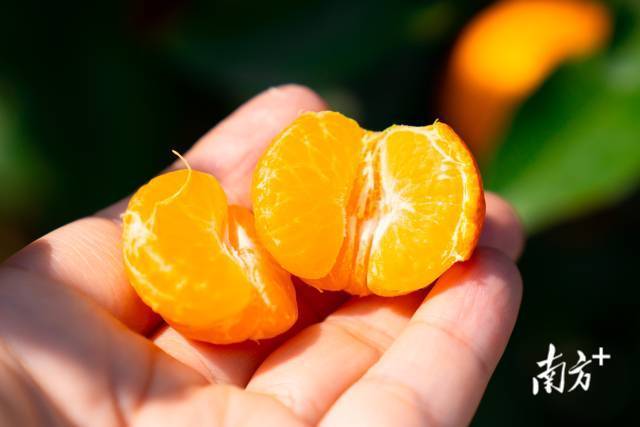 四会沙糖橘味甜如糖，多汁化渣。蓝东旭摄