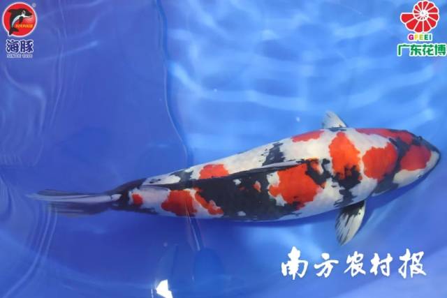 来自海港锦鲤场的一尾92cm丸山昭和夺得全场总合冠军