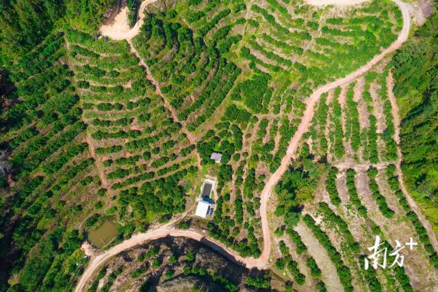 平远地处世界最大的脐橙产业带，是“广东脐橙之乡”。谢伙荣摄
