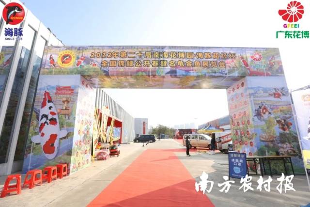 超1000尾锦鲤“选美”！首届金鱼品鉴会明天最后一天啦！