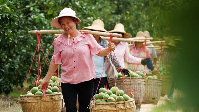 图片来源：化州市农业农村局 