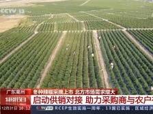 央视新闻：冬种蔬菜采摘上市  北方需求增大 | 飞渡计划系列报道⑰