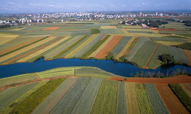 徐闻“菠萝的海”。陈北跑 摄