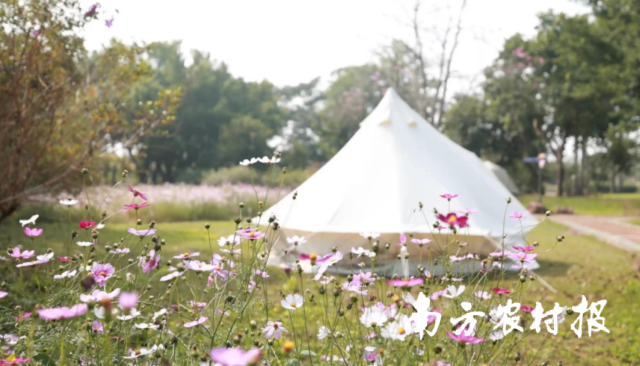 从化宝趣玫瑰园。受访者供图