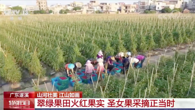 登上央视！广东遂溪圣女果：翠绿果田火红果实