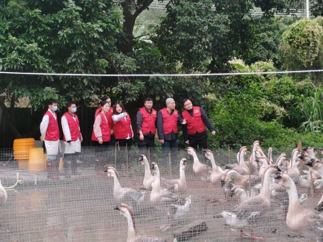 潮州狮头鹅“轻骑兵”小分队开展农技服务。