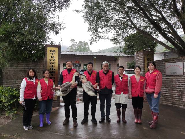 仲恺农技服务“轻骑兵”潮州狮头鹅小分队。