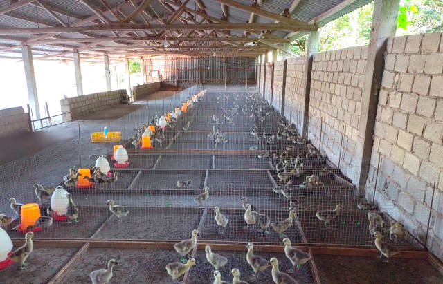 “轻骑兵”小分队开展狮头鹅健康养殖实验。  