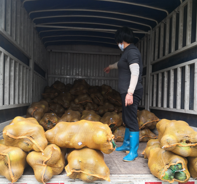 务水村种植的西葫芦迎来大丰收