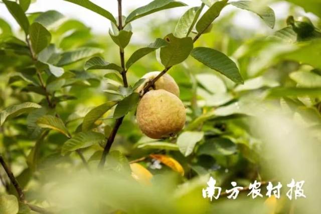 即将成熟的番石榴