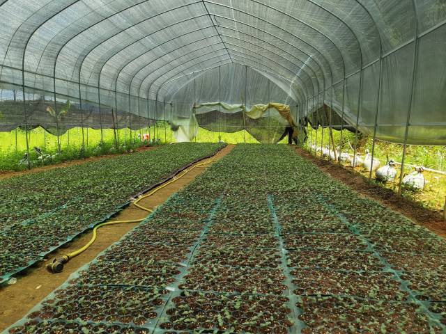 仓丰村的育苗基地