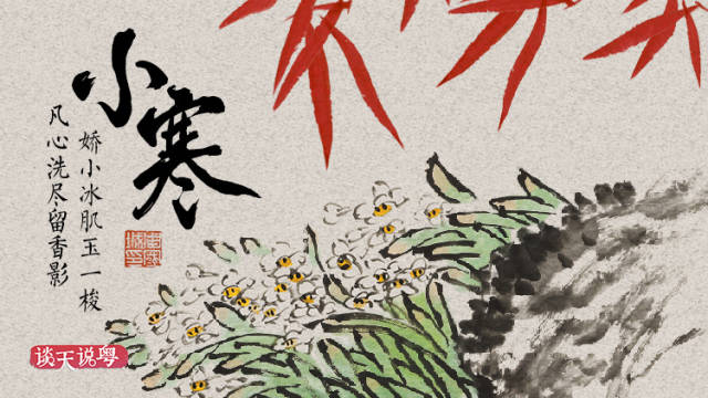 它来了,它来了!小寒带着“凌波仙子”来了