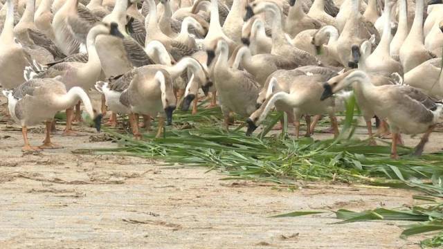 陽江黃鬃鵝以水草,、谷物、蔬菜等為食,。