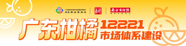 广东柑橘行情周报⑦｜行情稳定！元旦期间走货量增加！