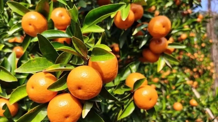 广东柑橘行情周报⑦｜行情稳定！元旦期间走货量增加！