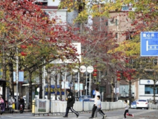 横岗街道：“清风”护航助企纾困  持续优化营商环境