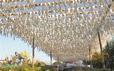 在道滘，晶莹剔透的冬瓜干沐浴着金色的阳光。