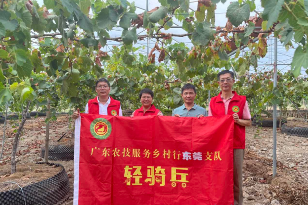 破解产业难题，“轻骑兵”成东莞农技服务响亮品牌｜“轻骑兵”十大先锋队伍④