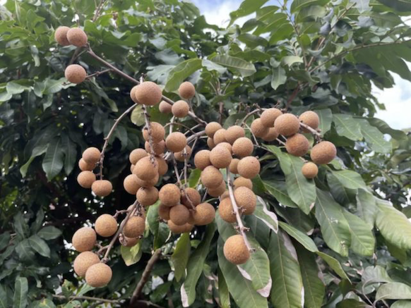 “玖龙”（福晚13号）