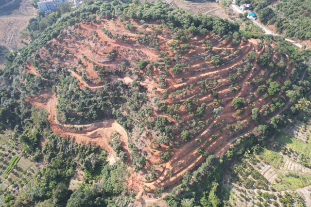 体系在广东茂名高州打造的标准化荔枝基地。