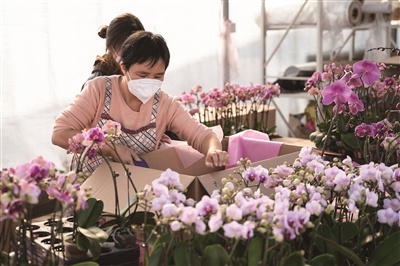 绿聚隆花卉种苗有限公司蝴蝶兰种植基地内，工人们正忙着把蝴蝶兰装箱打包出售。李国珩 摄