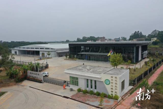 高州市龙眼省级现代农业产业园落户镇江