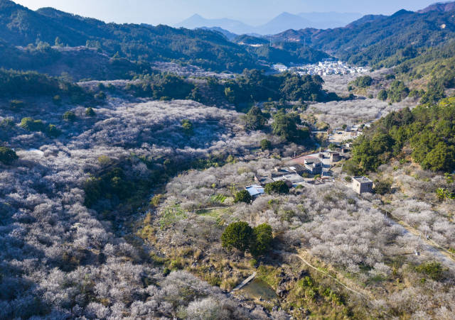 世外梅園  羅兆安攝