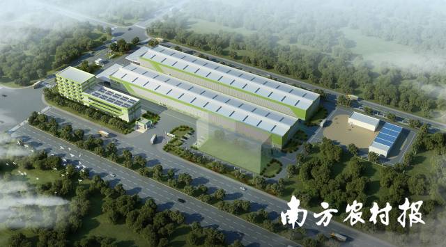 公司的青梅加工厂  