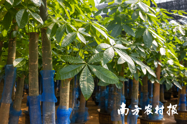 发财树。柯学潜摄