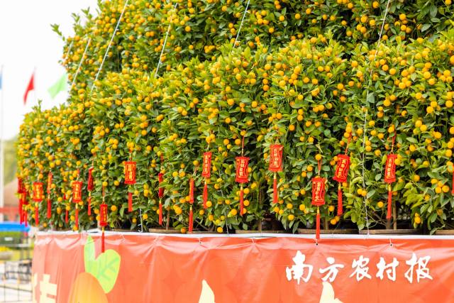 年桔塔下的桔树挂满利是封，寓意新年大吉大利、红红火火