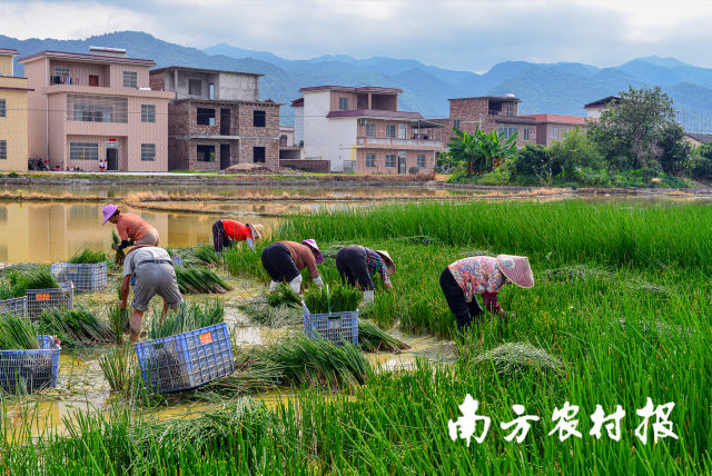 樂昌北鄉(xiāng)馬蹄種植基地 