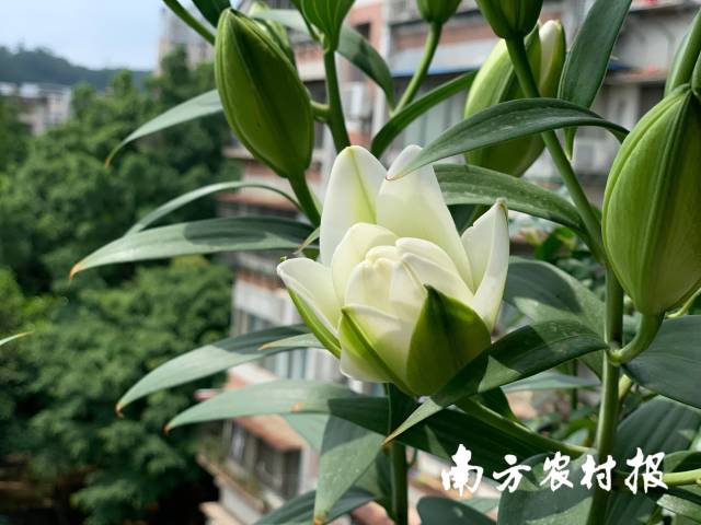 百合。李俊汉摄