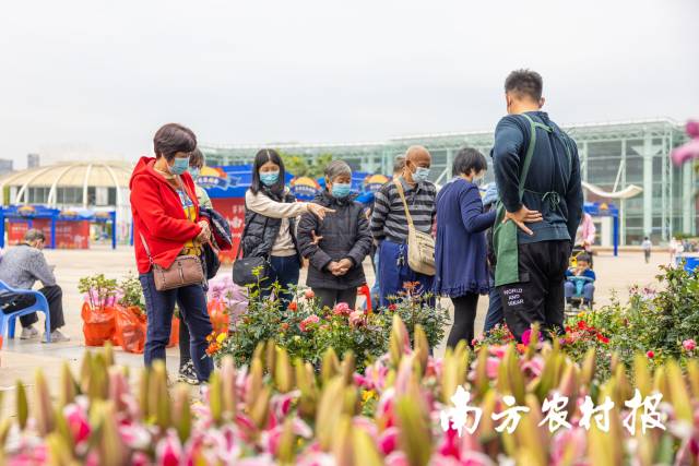 跟家人一起選購(gòu)年花,，是老廣們獨(dú)有的浪漫,。 